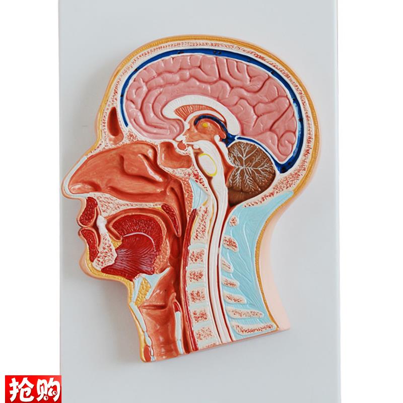 人体头中部切面解剖模型B医学用教学示教标本模具