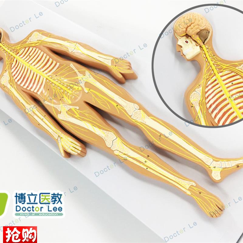 医学人体神经系统解剖模型人体解部系统神经模型X教学演示教具