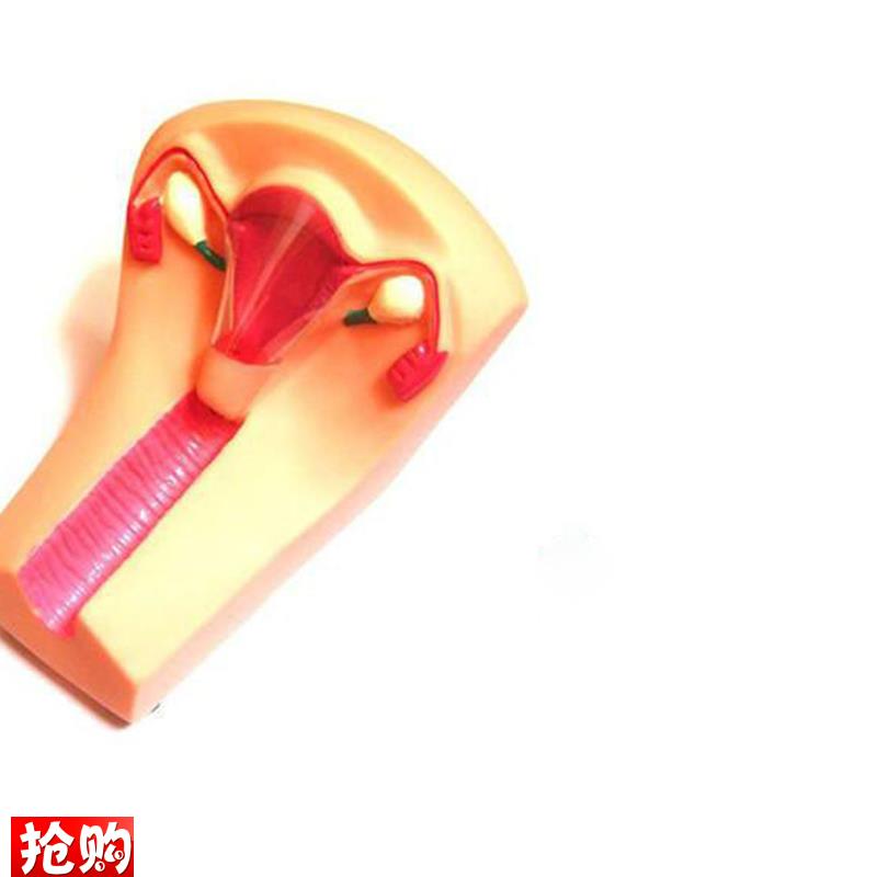 女性宫内避孕i器及训练模型避孕训练模型女性上环训练模型