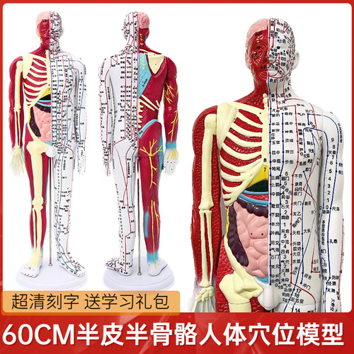 清晰60acm人体针灸穴位模型半肌肉骨骼内脏中医十二经络图解剖模