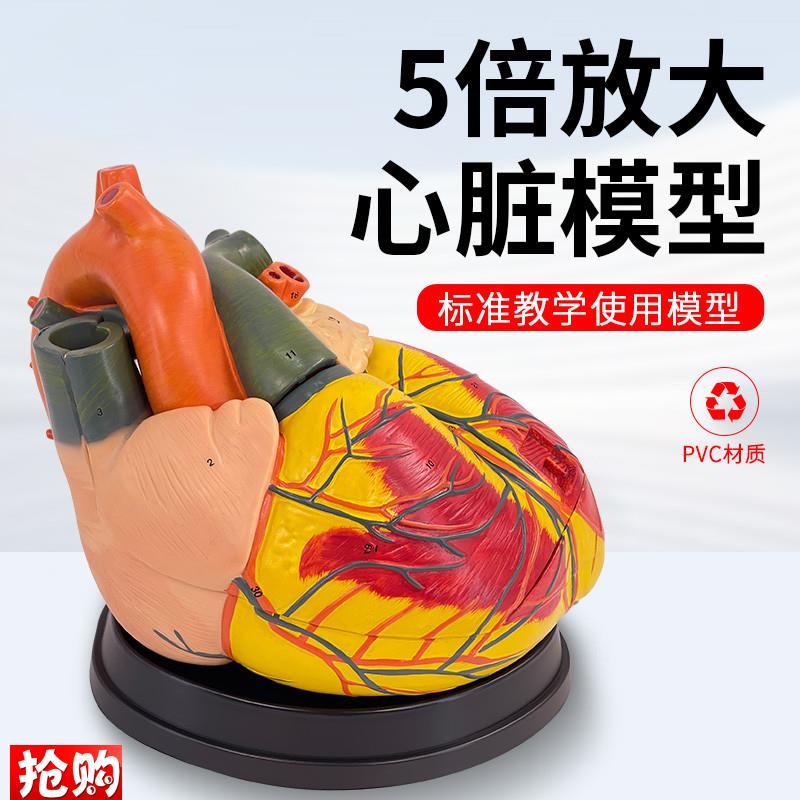 人体心脏解剖模型5倍放大心脏模型EB超教学彩超心内科教学模型