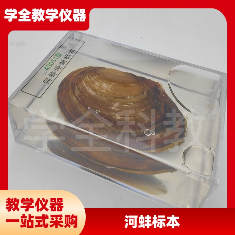 幼儿园教学科普动物真实河蚌树脂标本摆件创新创意Y礼物桌面摆件