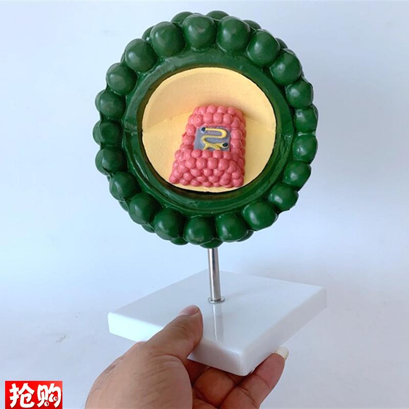 艾滋病病毒结构模型教w学模型医学教具细菌病毒模型