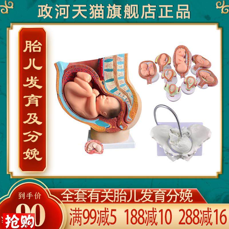 政河九月胎儿发i育过程模型女性分娩生产骨盆骨骼子宫器官结构解