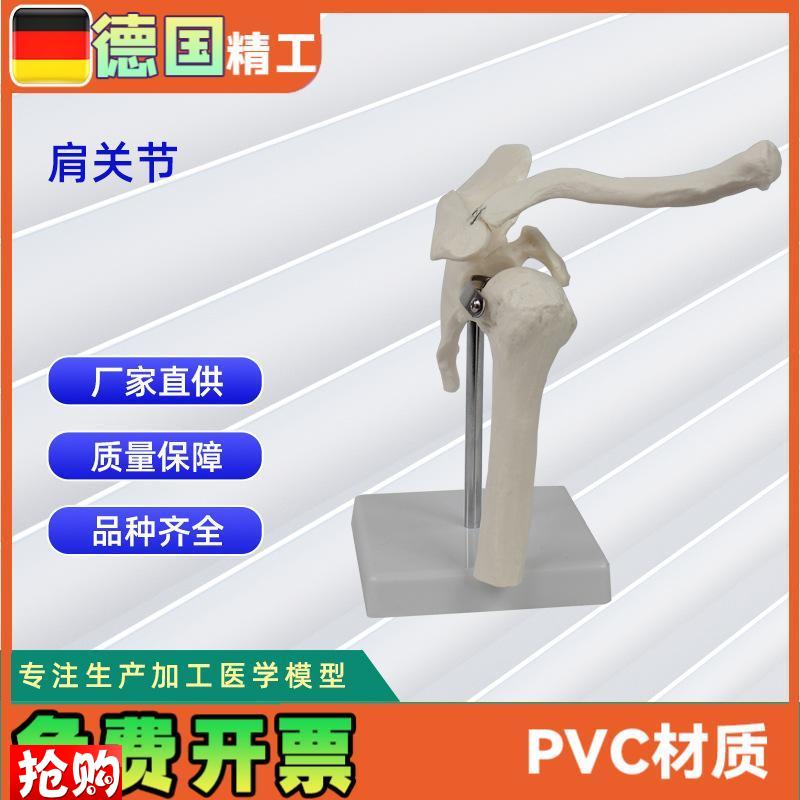 肩关节模型医学训练人体M器具医学教学器材