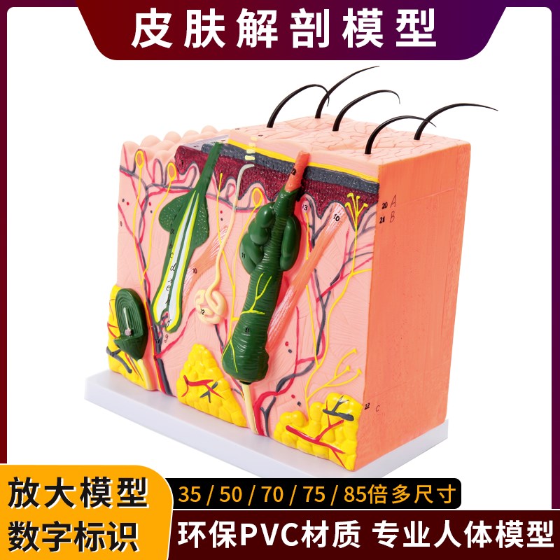 立体皮肤组织结构m层次放大解剖模型医教学头皮毛发生理结构图模
