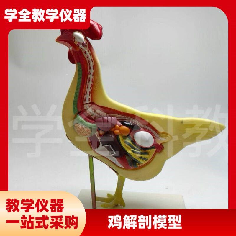 鸡解剖模型鸡f结构模型动物教学解剖模型兽医畜牧教学生物教学教