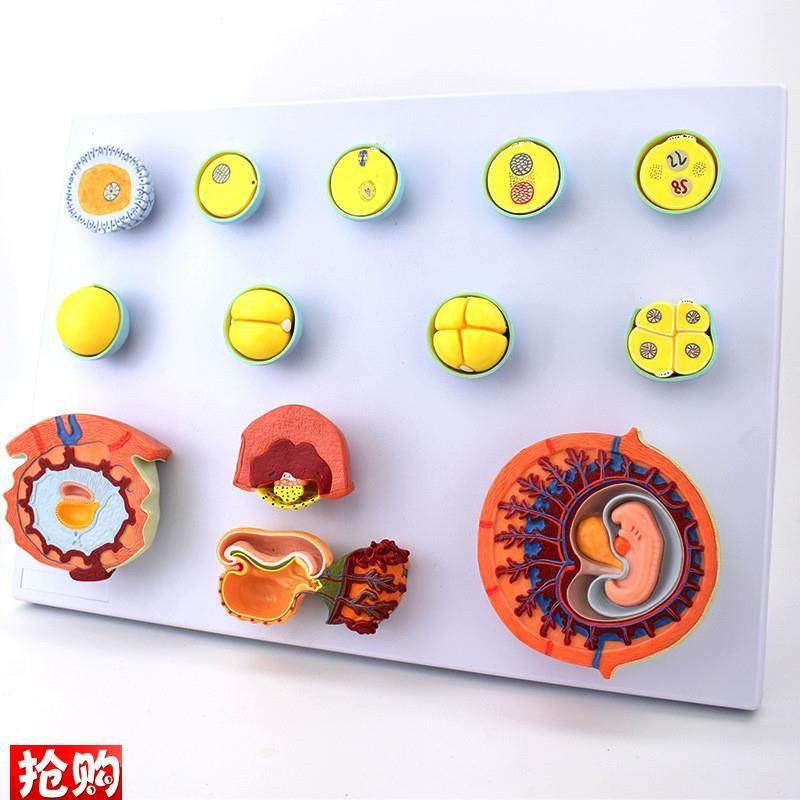 妊娠过程模型受精卵胚胎发育过程C精卵结合着床辅助生殖医学示教