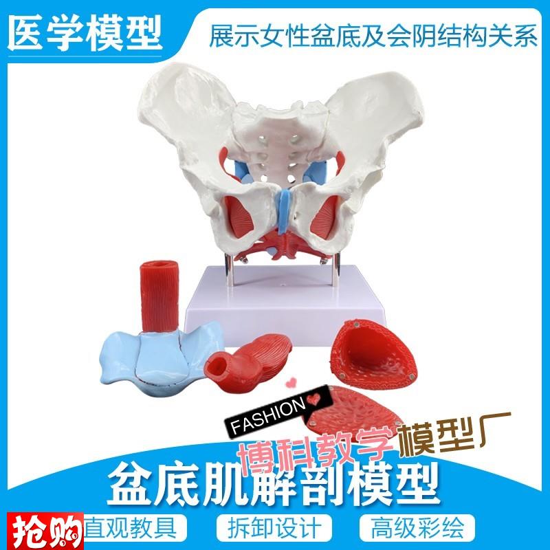 女性骨盆模型及盆底肌模型子宫模型盆骨分娩R助产教学模型包邮