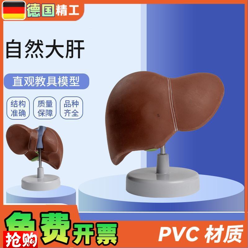 德国】自然大肝k自然大医学教学模型人体解剖模型肝胰解剖模