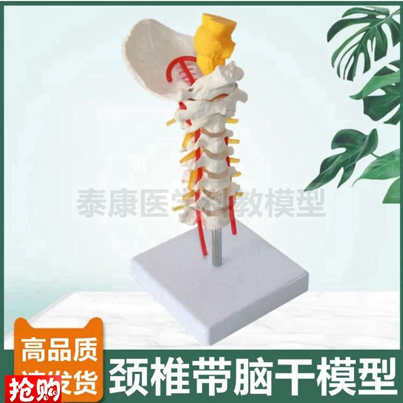 1比1颈椎模型带枕骨脑干仿真颈动脉神H经正骨功能演示错位侧弯旋