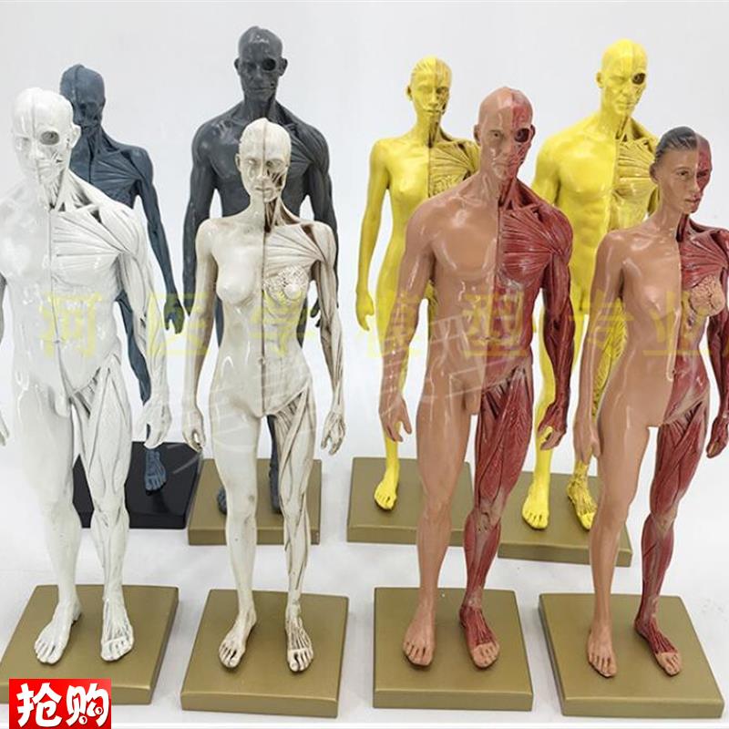 30cm艺用人体模型肌肉骨骼解剖人体结I构美术模型CG绘画雕塑教学