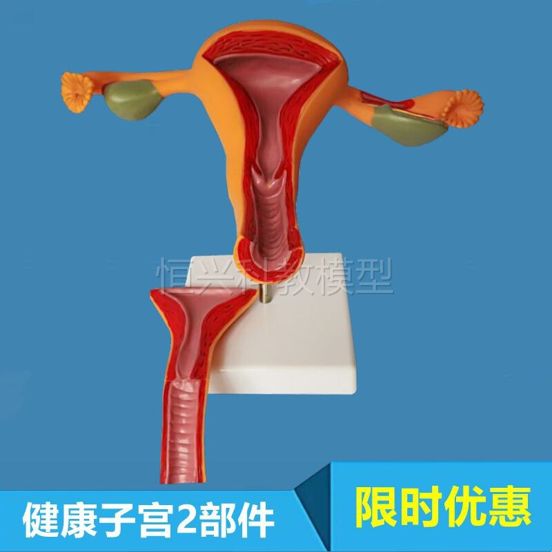 女性子宫模型卵巢生殖q输卵管妇科医药促销病理医患沟通直播带货