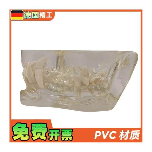 德国】1比1透明狗牙模型带说明B卡片犬科牙齿解剖模型宠物教学展