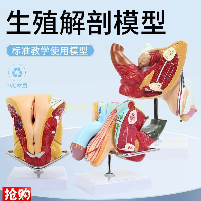 女性内外生殖器解剖模型子宫输卵管解剖L女性生殖健康示教模型
