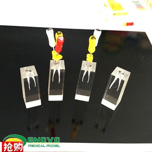 ENOVaO颐诺牙体牙髓教学实践模型根管练习预备充填练习RCT口外操