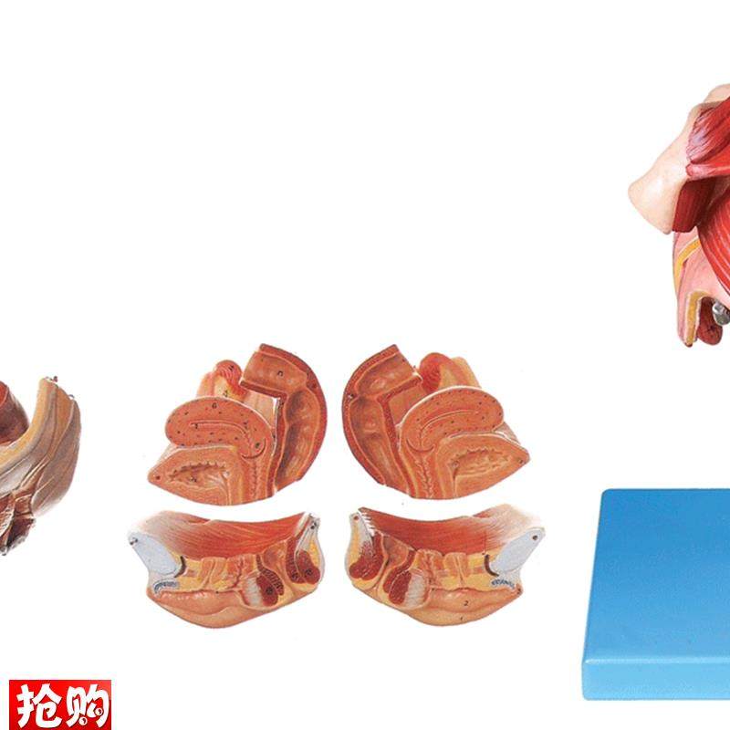 女性生殖器官结构模型TA15105