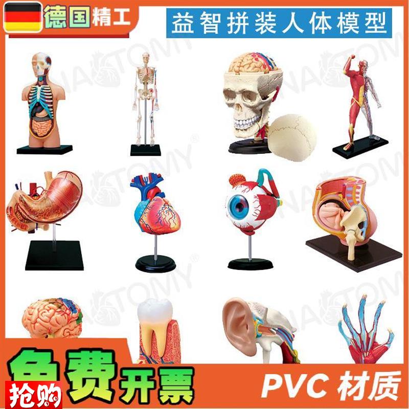 德国】4DMASTERp少儿科普人体解剖模型拼装玩具礼品DIY身体构造