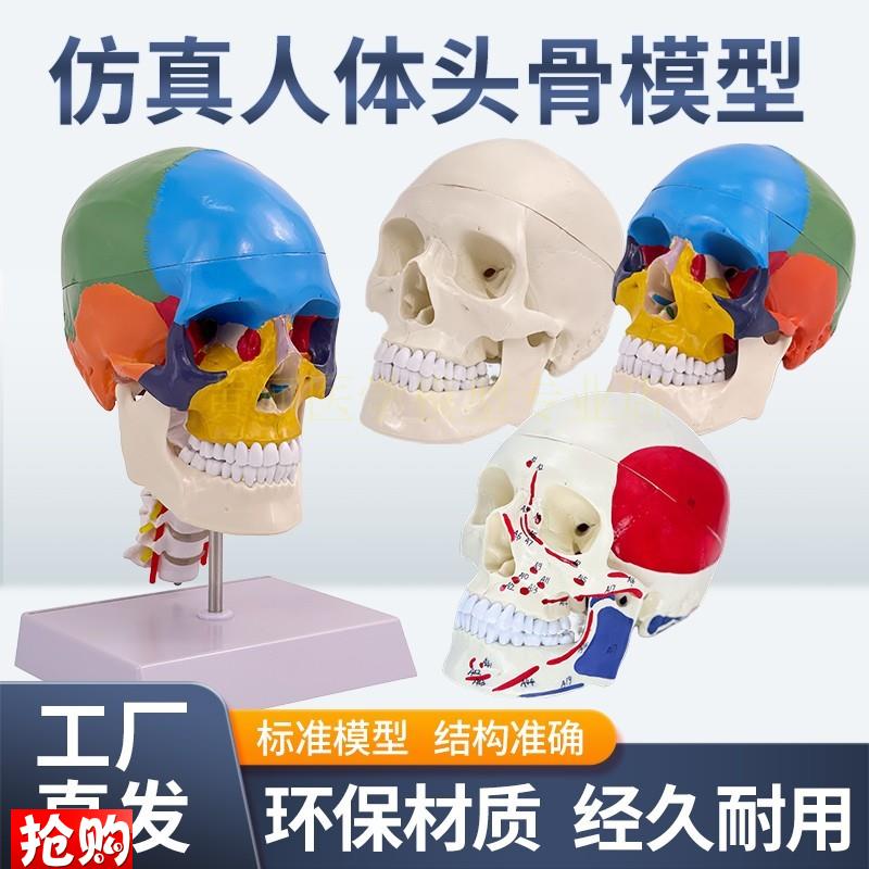 成人11医学仿真人体r头骨模型头颅骨解剖数字编码标识骷髅标本