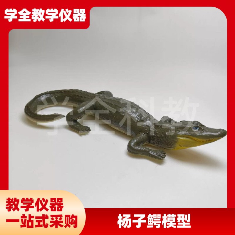 仿真杨子鳄模型鳄鱼动物实心模型玩具科普摆P件生物教学爬行动物