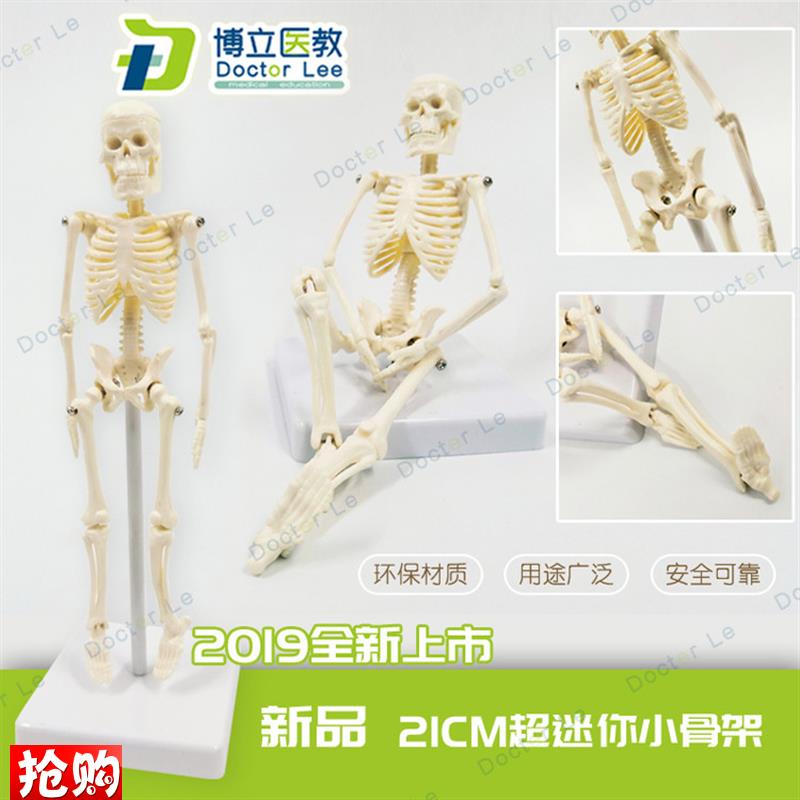 21cmc人体骨骼模型骨架人体模型成人小骷髅教学模型脊椎全身