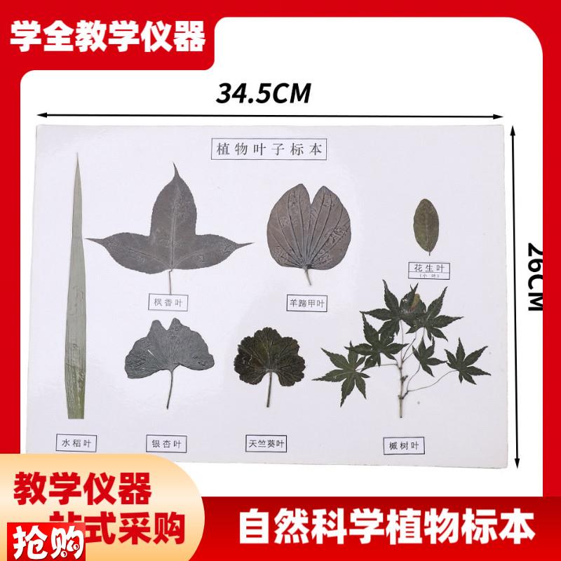 厂家直供b植物花类标本自然科学植物草本种子花卉标本高初中教学