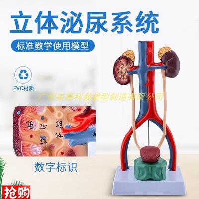人体泌尿系统模型输尿管膀胱尿道动静脉肾解剖医学生Z殖系统立体