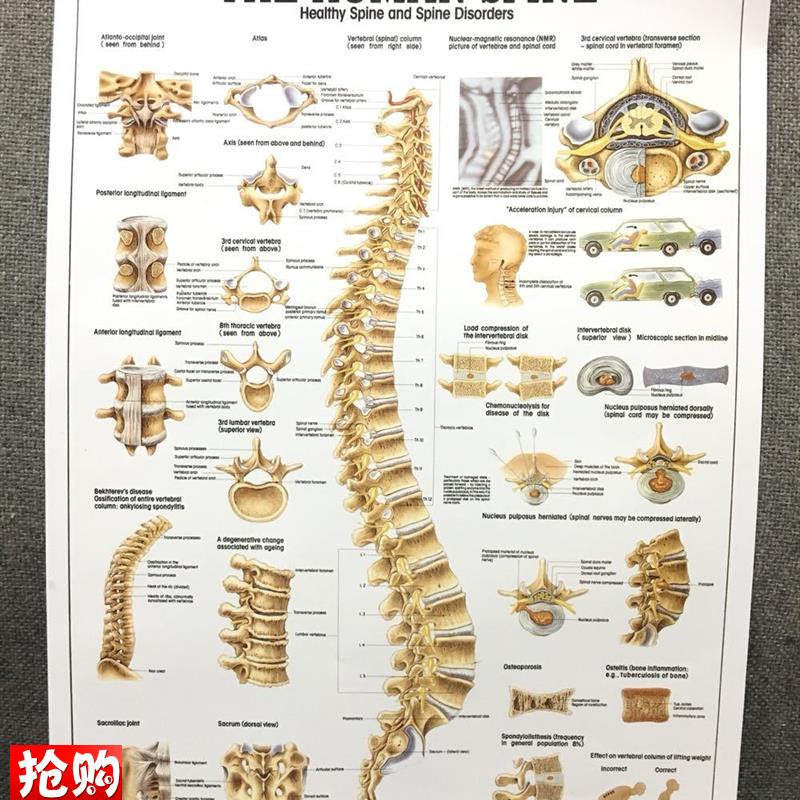 精美脊柱教学挂图