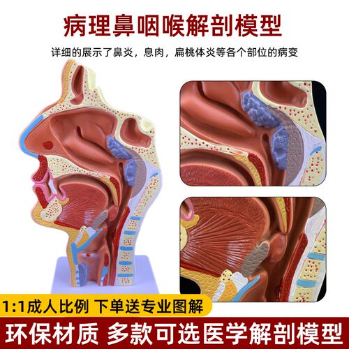 中医人体鼻腔耳鼻喉解剖图鼻子口腔鼻部结构O组织科学研究教学模