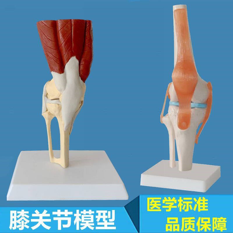 膝关节功能演示模型弯曲活动膝盖半月板I下肢肌肉深浅层医用教学