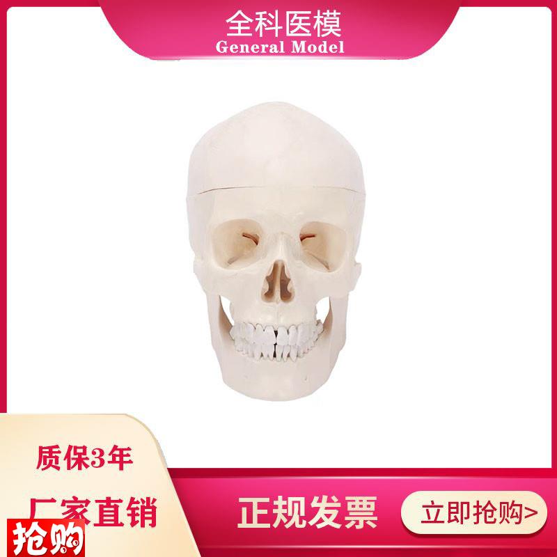 自然大头骨模型人体头颅s骨标本骨缝线解剖结构教学展示仿真骷髅