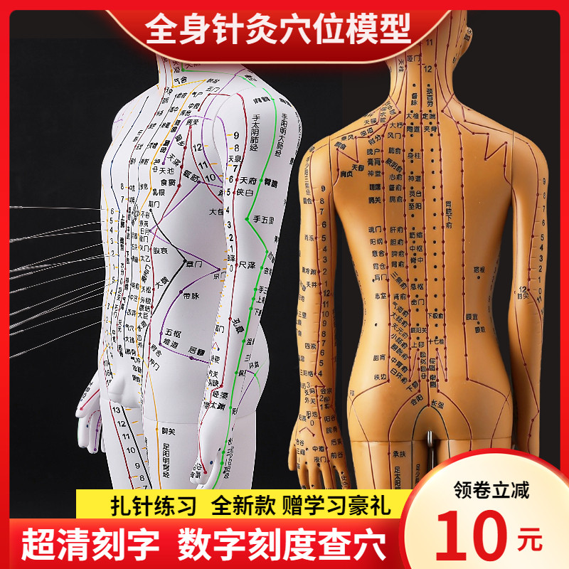 卓越针灸穴位人体模型经络穴v位模特图全身中医十二铜人扎针小皮