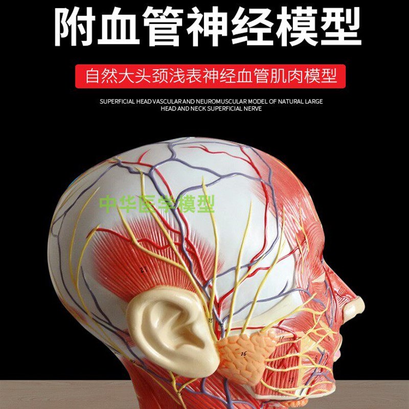 微整形线雕脸部神经血管 美容注D射缝合模型 软体硅胶面部头模