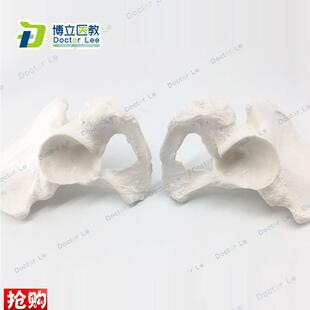 人体骨骼散骨模型k骨架标本模型美术医学艺用疼痛骨科髋骨模型