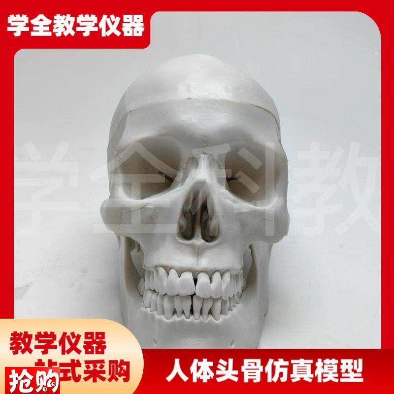 人体头骨仿真模型骷髅可s拆卸头颅医学教学用具颅骨美术医用摆件