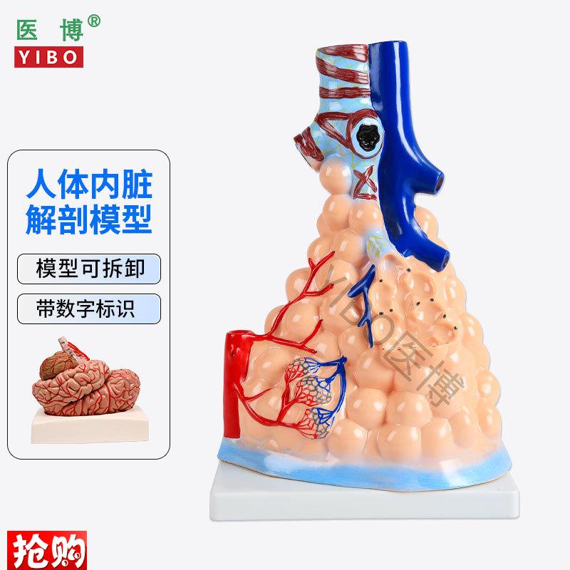 医博人体内脏解刨h模型胃解刨模型可拆卸肺解刨模型人体消化系统