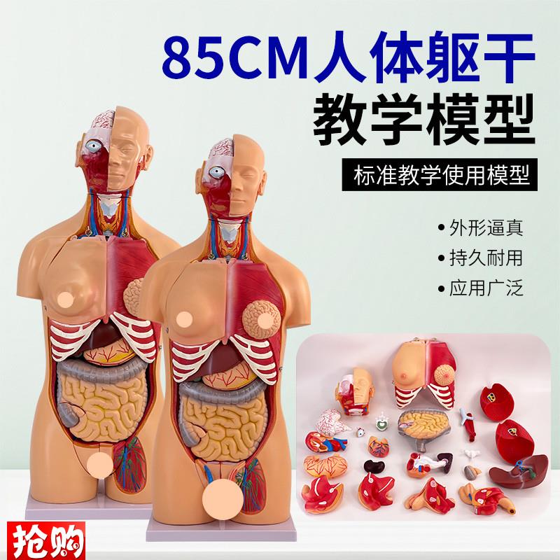85CM两性躯干解刨模p型可拆卸40件男女性躯干及内脏器官拆卸模型