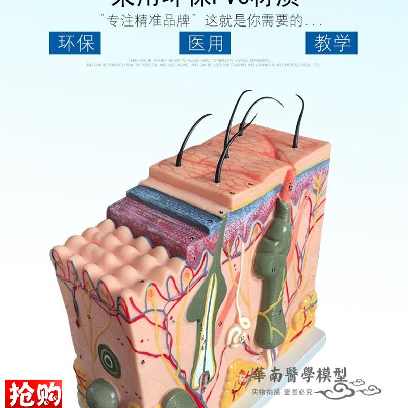 人体皮肤组织结构放大解剖模型美A容整形立体皮肤模型皮肤放大70
