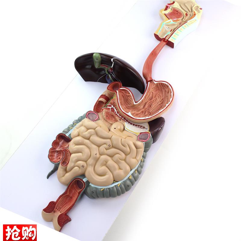 消化系统模型