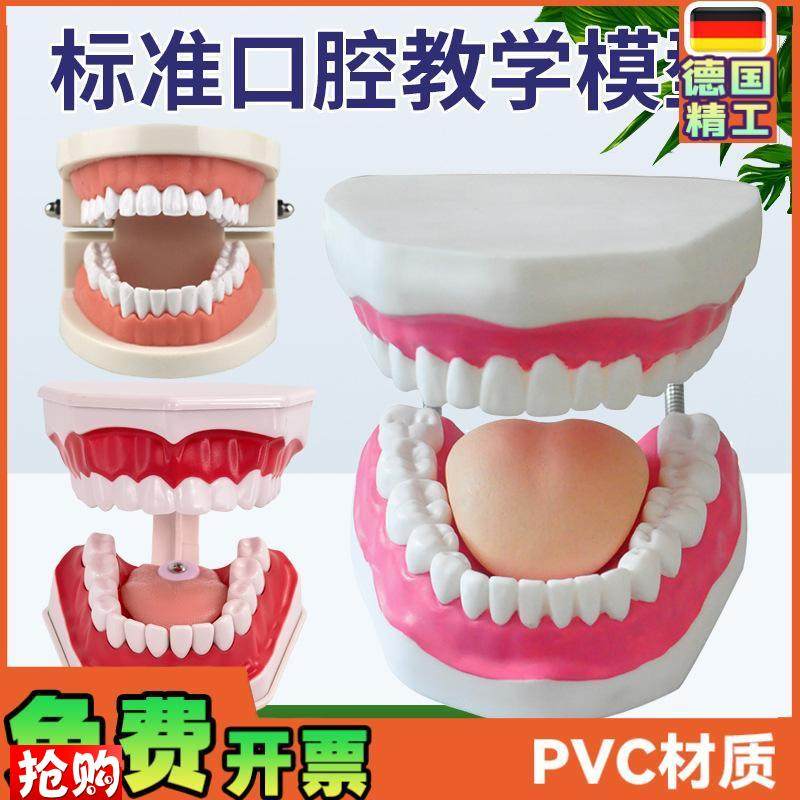 口腔模型牙齿模型幼儿园教v具儿童刷牙玩具牙齿牙科模型假牙模型