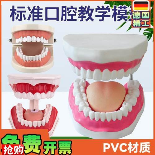 口腔模型牙齿模型幼儿园教v具儿童刷牙玩具牙齿牙科模型假牙模型