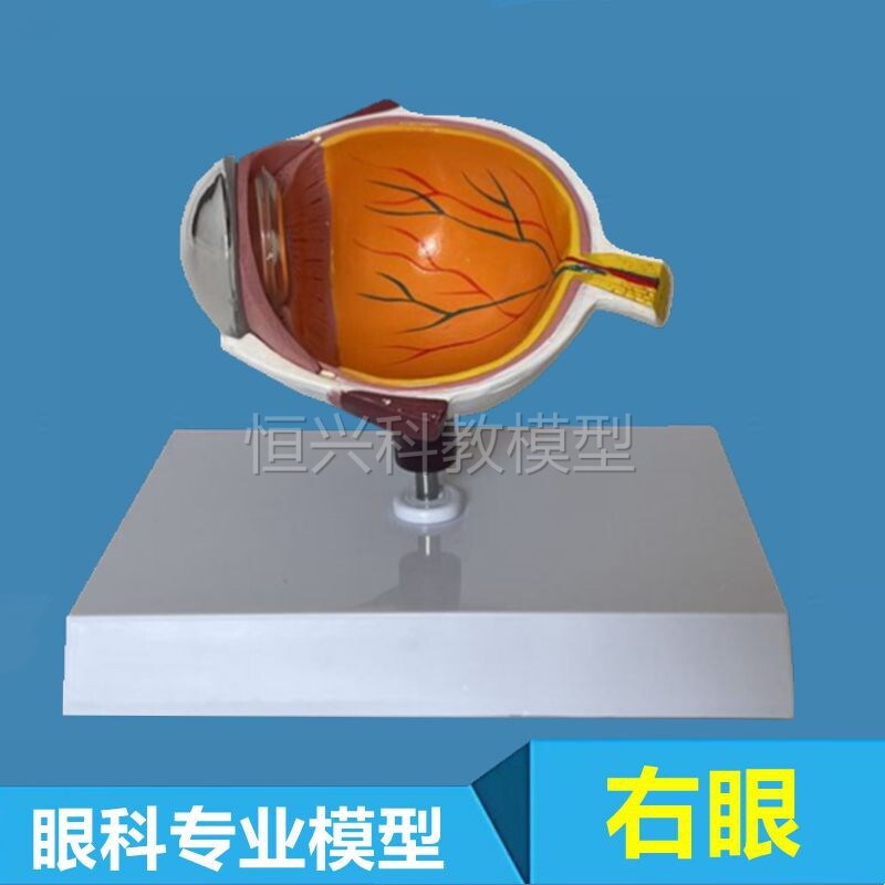 眼底模型b视网膜血管神经黄斑晶状体虹膜眼科示教眼睛结构医用教