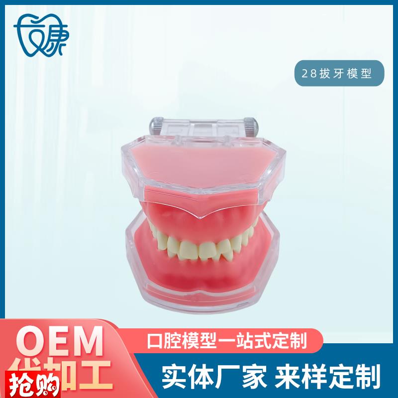牙科模型牙齿模型拔牙模型A全口可拆卸牙模型软牙龈模型