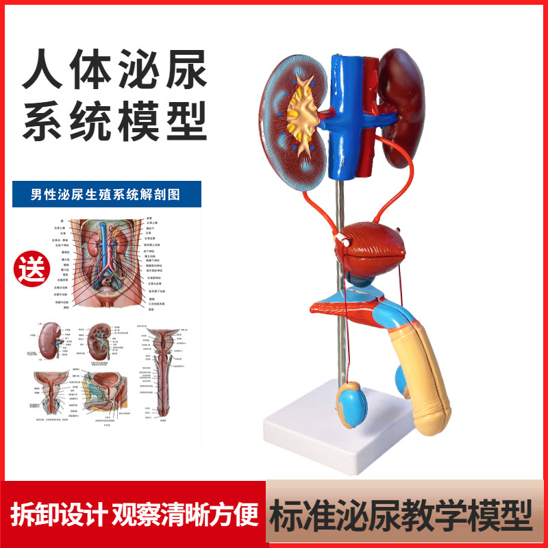 男性女性泌尿生殖系统模型肾脏解C剖模具膀胱输尿管结构造立体教