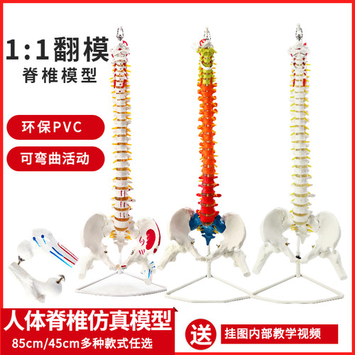 人体脊柱模型1:1成人q正骨练习脊椎模型颈椎腰椎骨骼模型骨架模型
