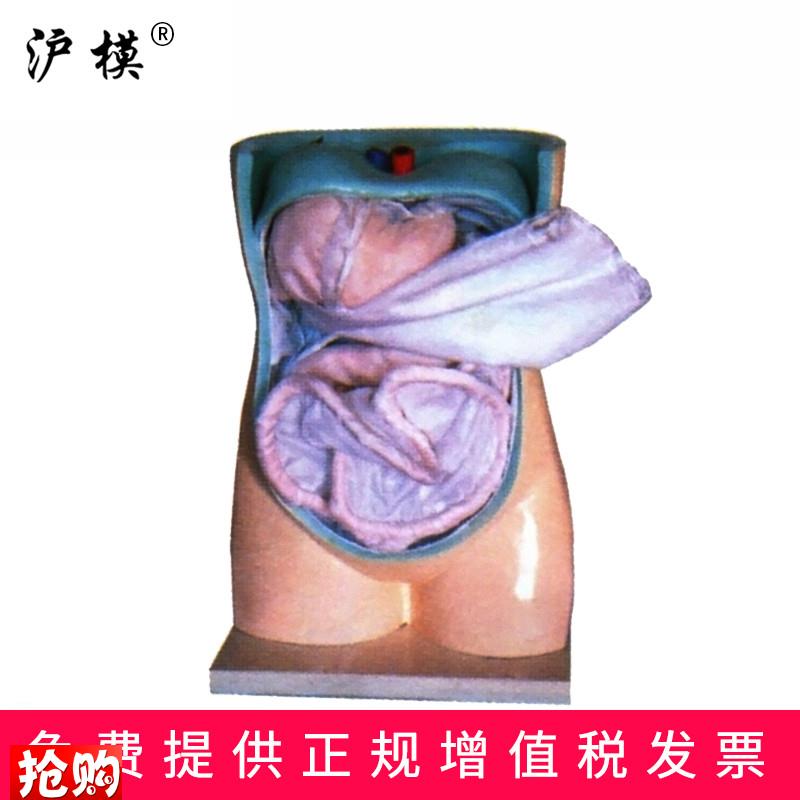 沪模HM/109n4腹膜与内脏模型人体解剖教学直观教具