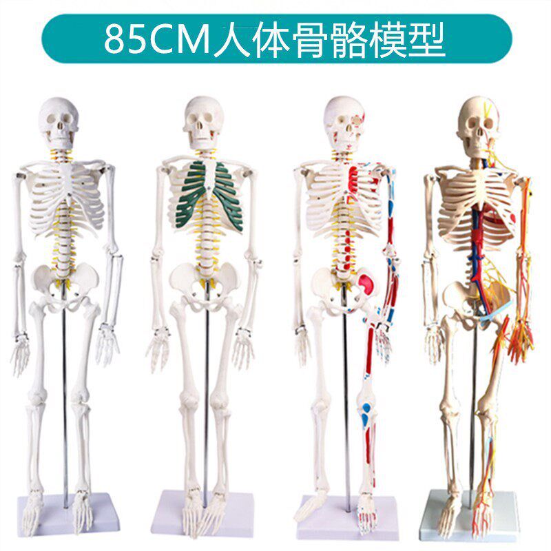 人体全身骨架模h型85cm人体骨骼模型 170cm成人小骷髅脊椎教学模