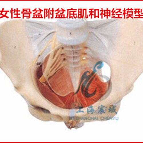直销 A151g06 女性骨盆附盆底肌和神经模型  共有50个部位指示标