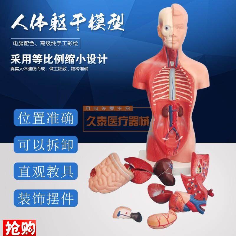 人体躯干模型人体内脏器官解剖中D小学生理教育解剖学内脏结构