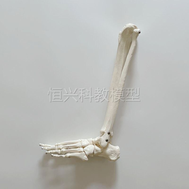 胫腓骨带脚骨g模型小腿骨仿真1比1大腿骨医用骨科解剖塑胶骨头促